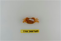 藏品(蔡氏澤蟹)的圖片